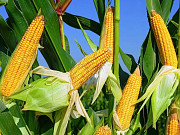 Купуемо кукурузу без черг та швидкий розрахунок Ізмаїл