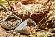 Закупаю масличные, бобовые и зерновые культуры Кропивницький