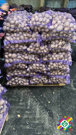 Картопля на продаж оптом. Черкаси - изображение 1