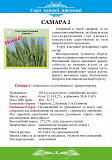 Озима пшениця сорту «Самара 2» Полтава
