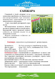 Озима пшениця сорту «Санжара» Полтава