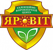 Озима пшениця, еліта, сертифікована Полтава