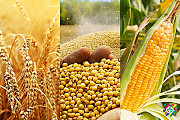 ЗАКУПКА Пшениця, Кукурудза, Соя, Соняшник. Одеса