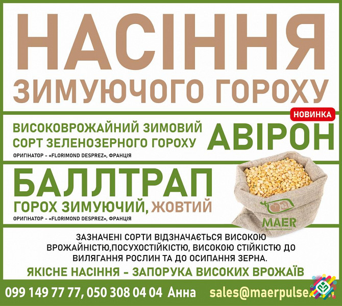 Насіння зимостійкого гороху сорт Авірон, сорт Балтрап. Одеса - зображення 1