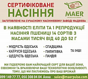Сертифіковане насіння пшениці (еліти та 1 репродукції) Одесса