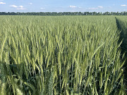 Насіння пшениці м'якої озимої Яліта, супер еліта Фастів