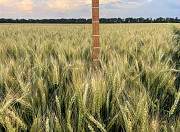 Насіння пшениці м'якої озимої Яліта, супер еліта Фастов