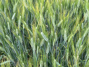 Насіння пшениці твердої озимої Єлісей, супер еліта Фастів