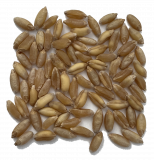 Насіння пшениці твердої озимої Назим, рр. нн. с. Фастів