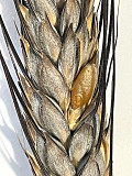 Насіння пшениці твердої озимої, Прима Унави, рр. нн. с Фастов