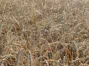 Насіння пшениця спельта Евріка, супер еліта Фастів