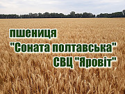 Насіння озимої пшениці "Соната полтавська", еліта Полтава