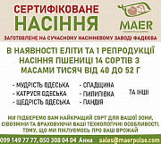 Посівний матеріал пшениці, сертифіковане насіння пшениці Одесса
