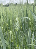 Насіння пшениці твердої Нащадок, еліта Фастов