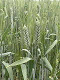 Насіння пшениці твердої Чадо, еліта Фастов
