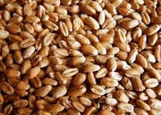 Насіння озимої твердої пшениці Шулиндівка (тверда пшениця) Полтава