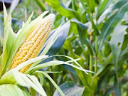 Закупівля кукурудзи на Ізмаїл по всій Україні Броди