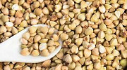 Продам зерно гречки від 5 тонн Суми